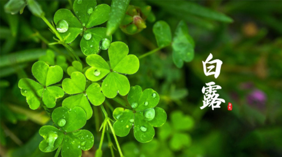 白露時(shí)節(jié)！ 金環(huán)電器提醒大家要注意這些事項(xiàng)